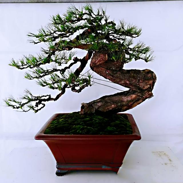 盆景初入門——樹樁盆景觀賞面的確定與枝的布局原則（一）