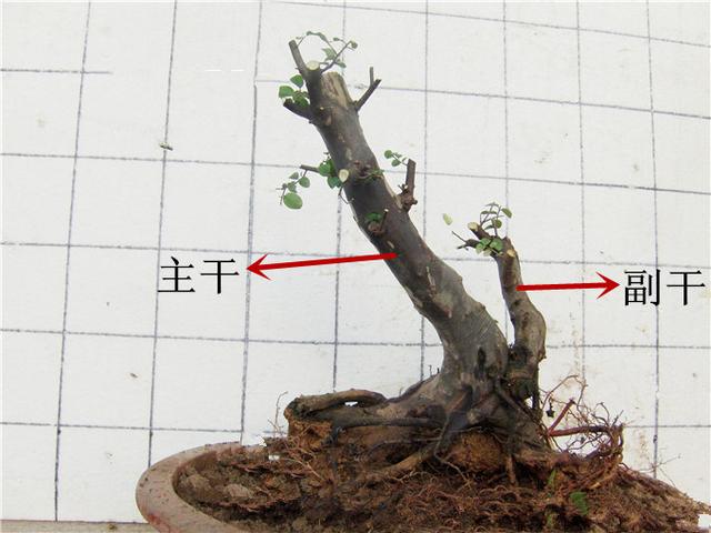 盆景初入門——樹樁盆景觀賞面的確定與枝的布局原則（一）
