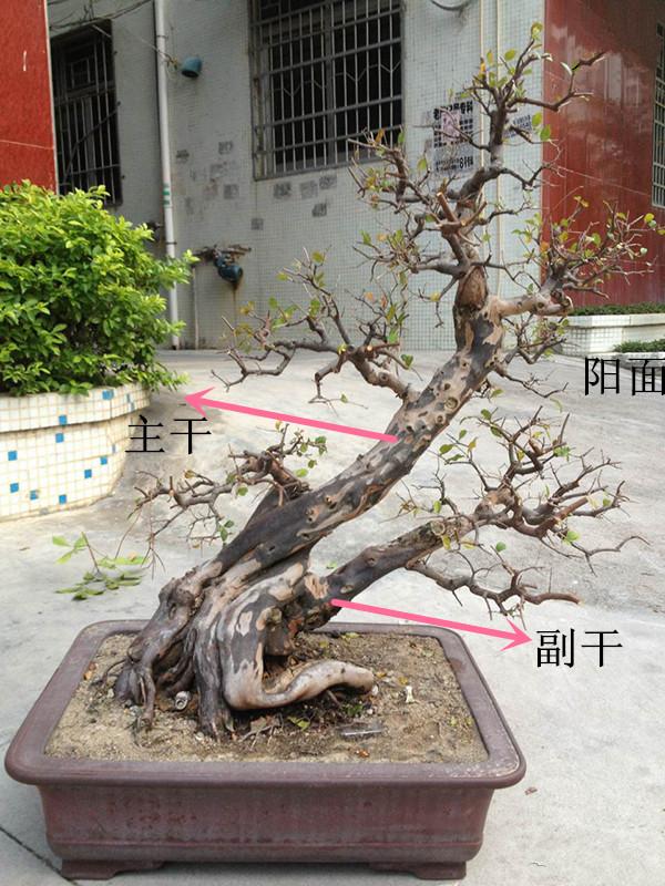 盆景初入門——樹樁盆景觀賞面的確定與枝的布局原則（一）