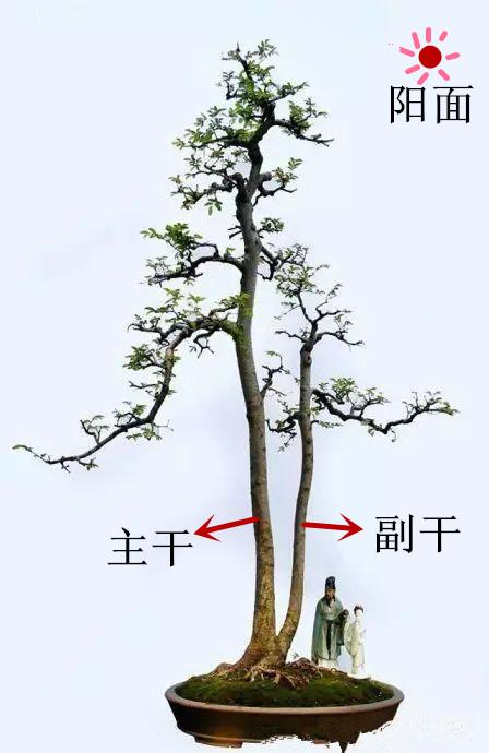 盆景初入門——樹樁盆景觀賞面的確定與枝的布局原則（一）
