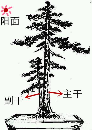 盆景初入門——樹樁盆景觀賞面的確定與枝的布局原則（一）