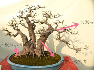 盆景初入門——樹樁盆景觀賞面的確定與枝的布局原則（一）