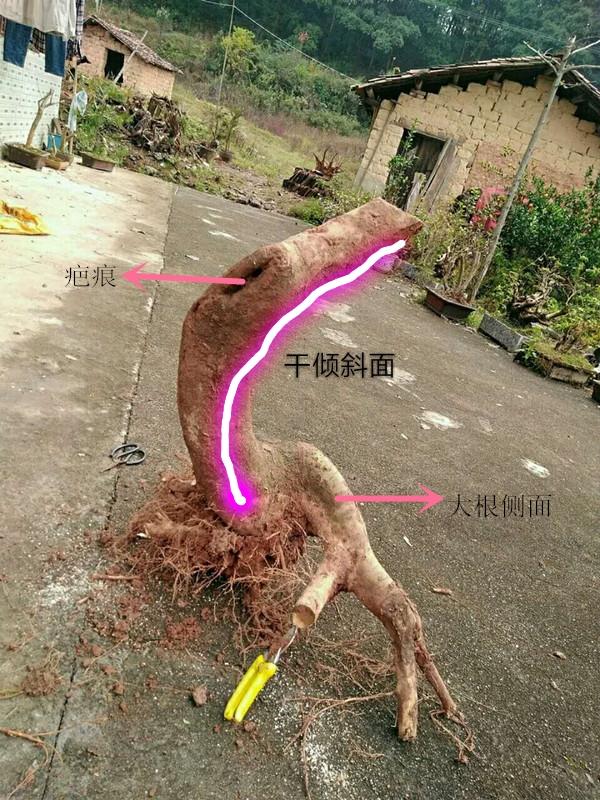 盆景初入門——樹樁盆景觀賞面的確定與枝的布局原則（一）