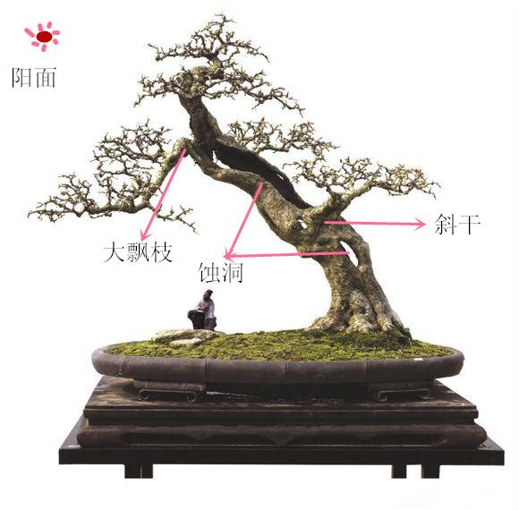 盆景初入門——樹樁盆景觀賞面的確定與枝的布局原則（一）