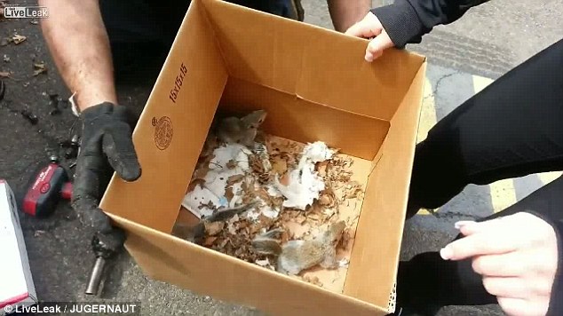 新車才剛買輪胎就怪怪的，他拆下前輪才發現「一家4口住在裡面」超嗨！