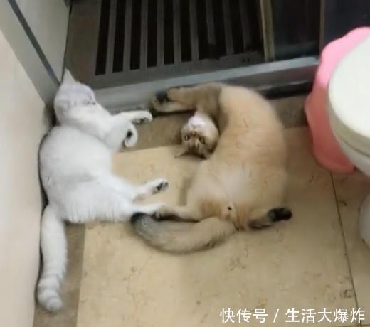 主人到家一開門發現貓咪的頭掉了，嚇得走近一看，簡直笑得扶牆走 
