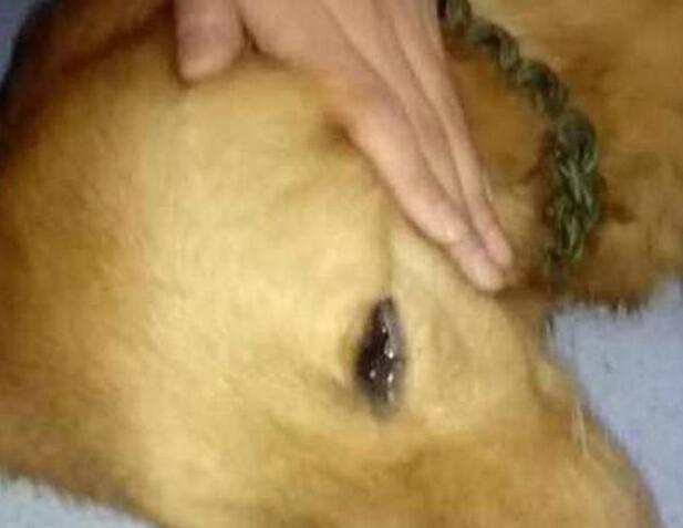 母狗被剖腹偷子，強忍痛楚逃回家，只為見主人最後一面 