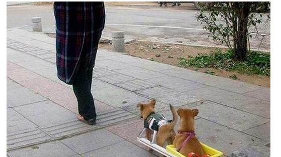 兩隻小土狗在街上遛彎卻引來眾人圍觀，狗狗還拉著小車是為了啥？