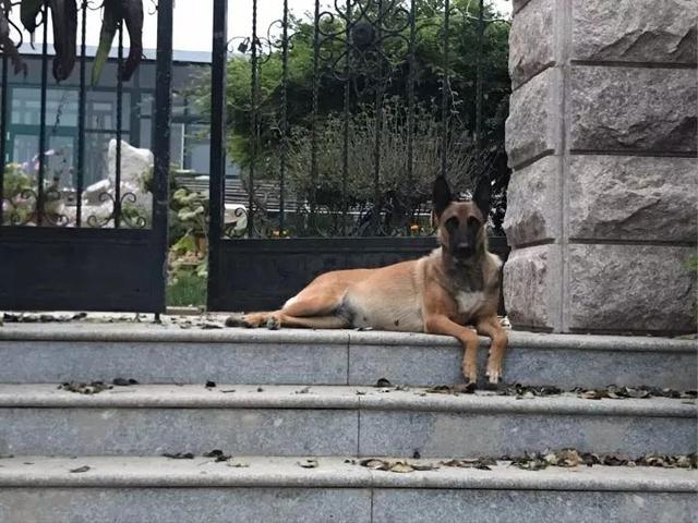 退休工作犬被人棄養變流浪狗，一隻貓咪決定把它撿回家