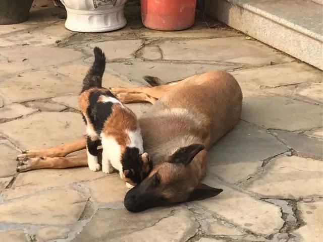 退休工作犬被人棄養變流浪狗，一隻貓咪決定把它撿回家