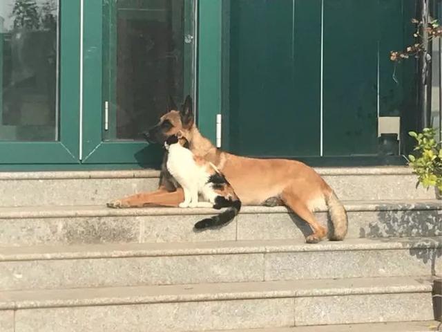 退休工作犬被人棄養變流浪狗，一隻貓咪決定把它撿回家