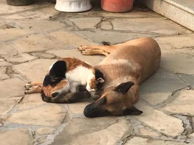 退休工作犬被人棄養變流浪狗，一隻貓咪決定把它撿回家