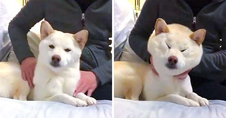 22種會讓你嘴角上揚的可愛動物巧合瞬間
