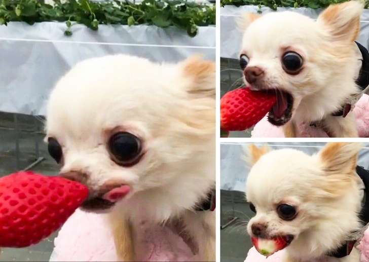 22種會讓你嘴角上揚的可愛動物巧合瞬間