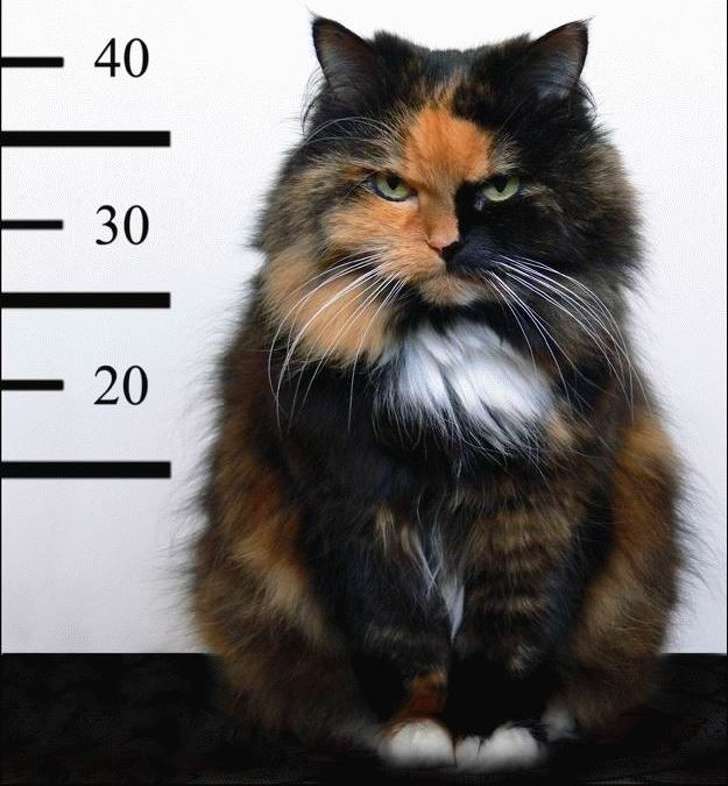 22種會讓你嘴角上揚的可愛動物巧合瞬間