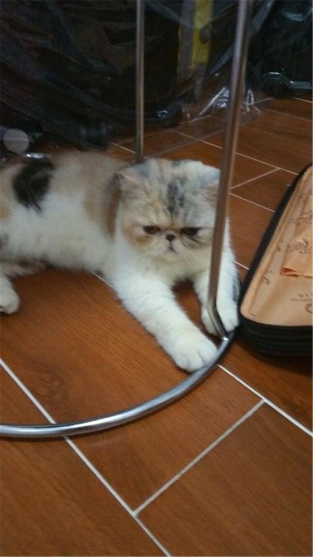 貓咪頭回給主人送禮，主人激動到處炫耀，被朋友集體拉黑