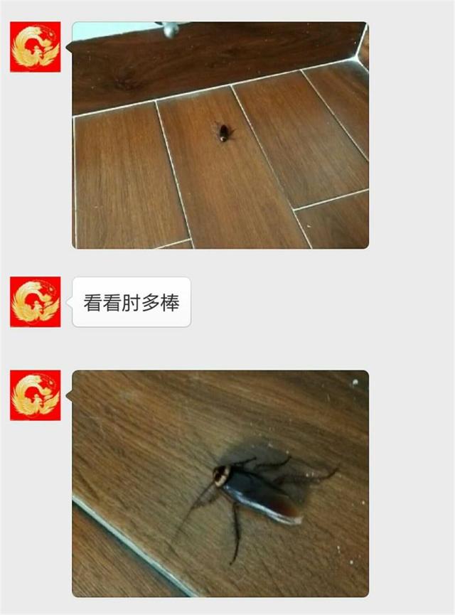 貓咪頭回給主人送禮，主人激動到處炫耀，被朋友集體拉黑