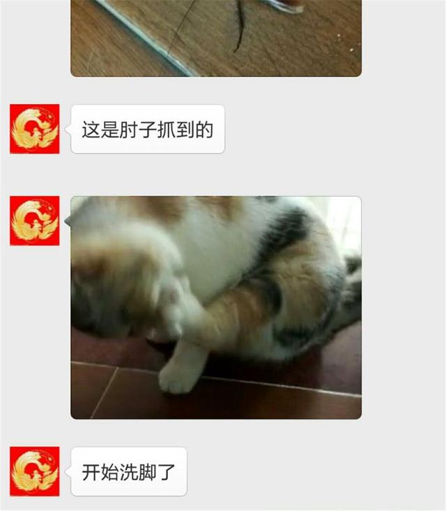 貓咪頭回給主人送禮，主人激動到處炫耀，被朋友集體拉黑