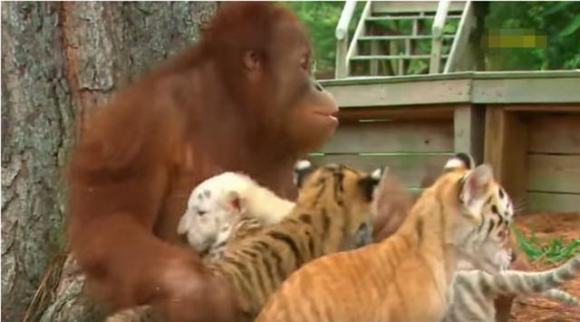 動物園猩猩化身老虎奶媽，神情慈祥給它喂奶，遊客直呼長見識了