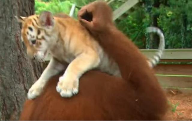 動物園猩猩化身老虎奶媽，神情慈祥給它喂奶，遊客直呼長見識了