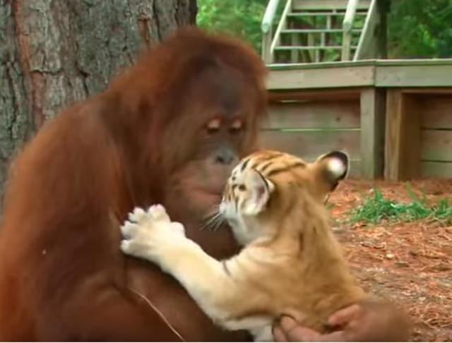 動物園猩猩化身老虎奶媽，神情慈祥給它喂奶，遊客直呼長見識了