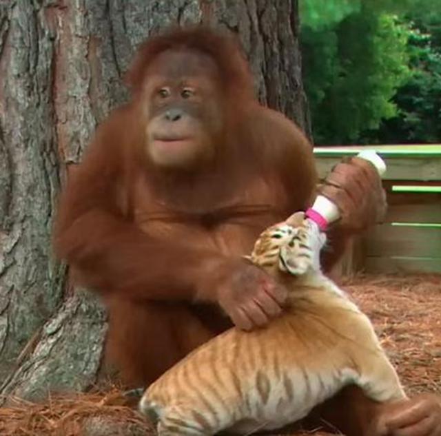 動物園猩猩化身老虎奶媽，神情慈祥給它喂奶，遊客直呼長見識了