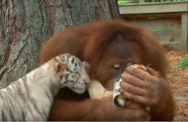 動物園猩猩化身老虎奶媽，神情慈祥給它喂奶，遊客直呼長見識了