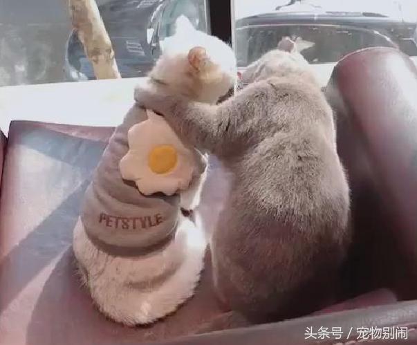 有人在看不要啦！灰貓一把摟住女友「激烈法式親親」，主人被晾一旁：演什麼霸道總裁QQ