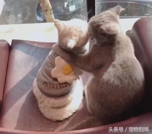 有人在看不要啦！灰貓一把摟住女友「激烈法式親親」，主人被晾一旁：演什麼霸道總裁QQ