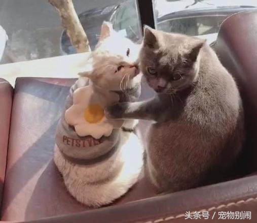 有人在看不要啦！灰貓一把摟住女友「激烈法式親親」，主人被晾一旁：演什麼霸道總裁QQ