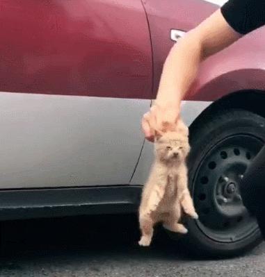 小奶喵被路人「從車底救出」，才剛落地就狂追過去：等等！朕要一輩子以身相許...