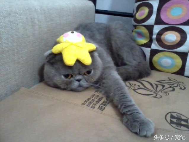 主子從寵物店回家後「發飆要咬人」！奴才檢查一看當場氣炸了...