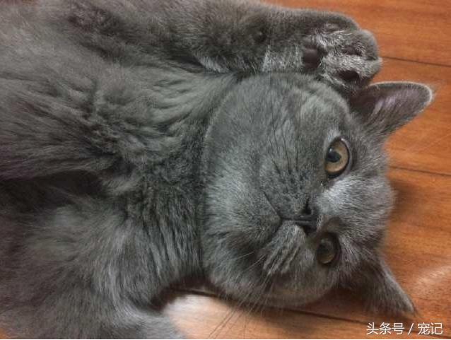 主子從寵物店回家後「發飆要咬人」！奴才檢查一看當場氣炸了...