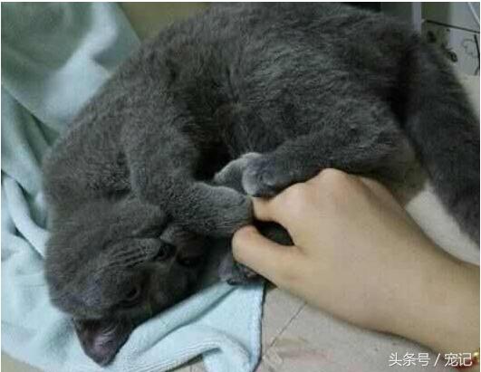 主子從寵物店回家後「發飆要咬人」！奴才檢查一看當場氣炸了...