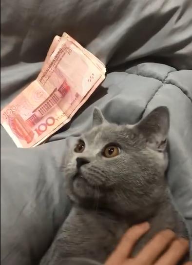 很想試試家裡的喵星人，會不會和一樣　這麼識貨