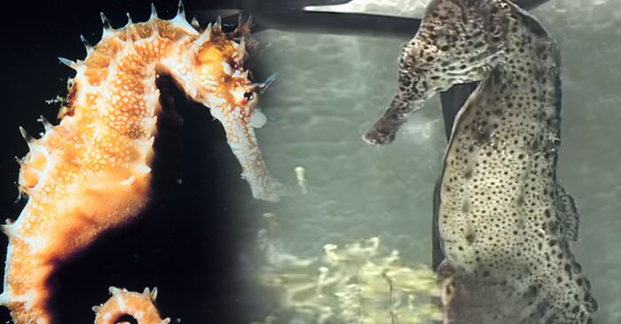 海馬爸爸「噴射生產」1800小海馬，沒想到「卸貨」後下一秒它再次懷孕！網友超感動直呼：「爸爸好偉大！」
