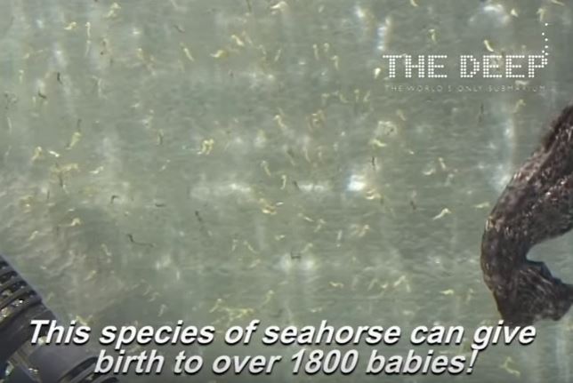 海馬爸爸「噴射生產」1800小海馬，沒想到「卸貨」後下一秒它再次懷孕！網友超感動直呼：「爸爸好偉大！」