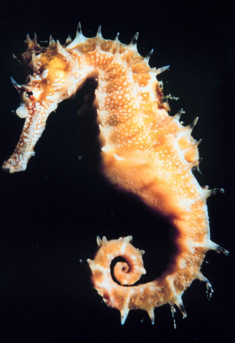 海馬爸爸「噴射生產」1800小海馬，沒想到「卸貨」後下一秒它再次懷孕！網友超感動直呼：「爸爸好偉大！」
