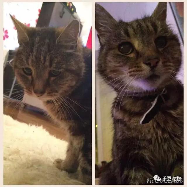 好心人曬出流浪貓收養前後的照片對比，看後感覺眼睛濕潤了！