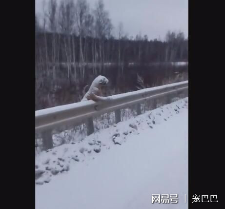 狗狗被凍僵在高速路上，每個人靠近救援時，都開口大罵！