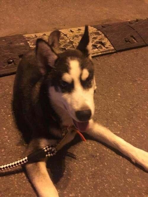 偷狗賊偷走我家哈士奇，一天後哭著送回來，竟還要求我賠錢！