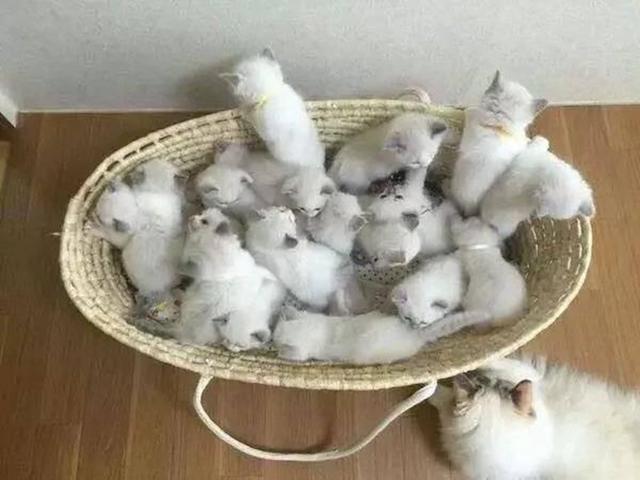 布偶貓生下十六隻寶寶，貓媽媽給孩子餵奶時，內心極度崩潰！ 