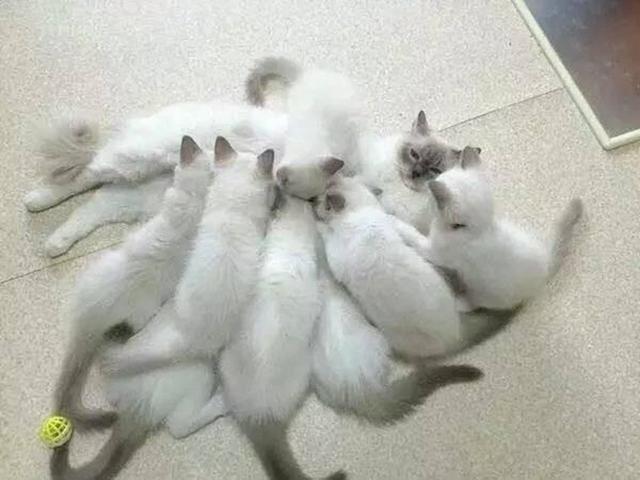 布偶貓生下十六隻寶寶，貓媽媽給孩子餵奶時，內心極度崩潰！ 