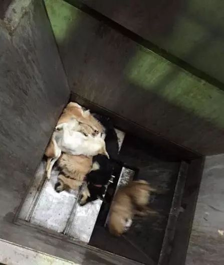 給數千隻狗狗做了安樂死的她，卻把最後一針留給了自己 