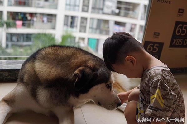女主人生寶寶以後堅持不送走哈士奇，兩年後當初勸她的人都後悔了 