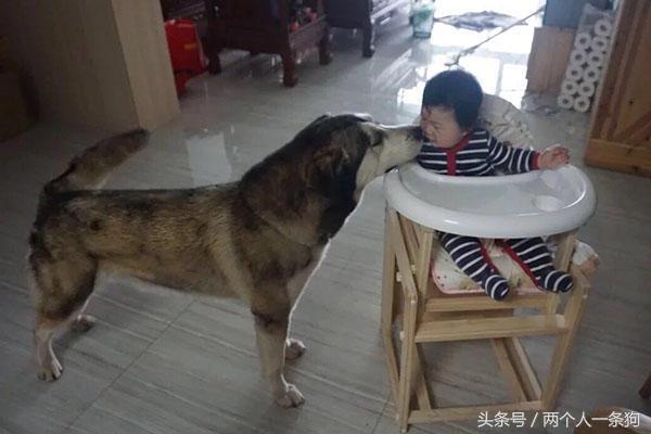 女主人生寶寶以後堅持不送走哈士奇，兩年後當初勸她的人都後悔了 
