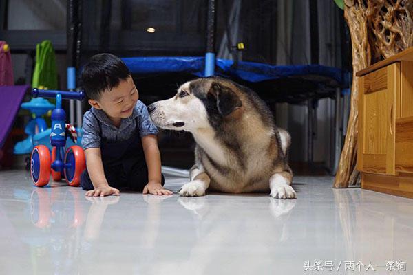 女主人生寶寶以後堅持不送走哈士奇，兩年後當初勸她的人都後悔了 