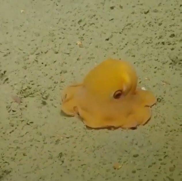 海底版蛋黃哥！「神祕生物」發現攝影機偷拍超害羞...「閉眼睛縮一團」：不要看我啦～