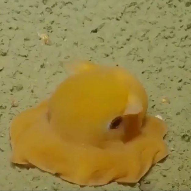 海底版蛋黃哥！「神祕生物」發現攝影機偷拍超害羞...「閉眼睛縮一團」：不要看我啦～