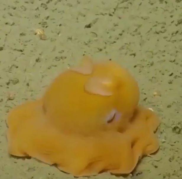 海底版蛋黃哥！「神祕生物」發現攝影機偷拍超害羞...「閉眼睛縮一團」：不要看我啦～
